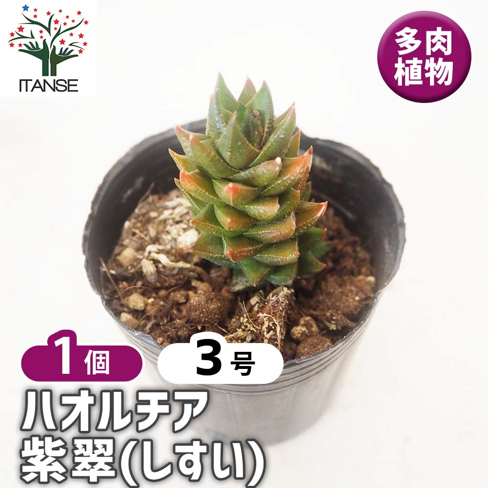ハオルチア 紫翠(しすい) 【多肉植物 3号／1個売り】｜ 【植物の