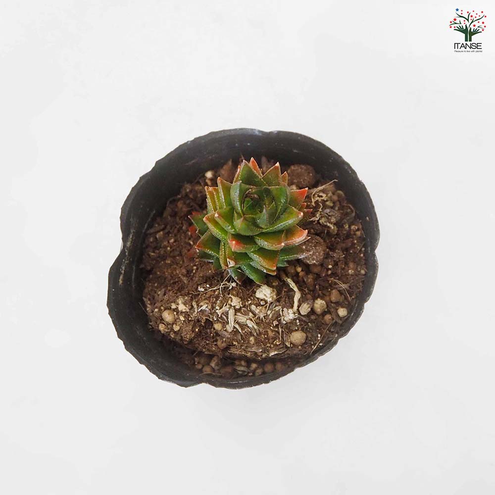ハオルチア 紫翠(しすい) 【多肉植物 3号／1個売り】｜ 【植物の