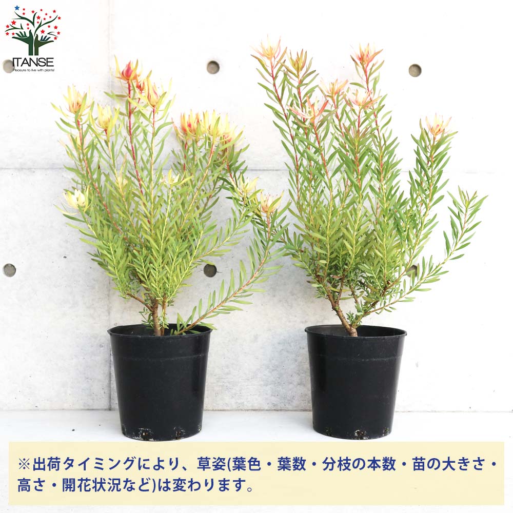 リューカデンドロン ハーレクイン【花苗 7号鉢／1個売り】｜ 【植物の