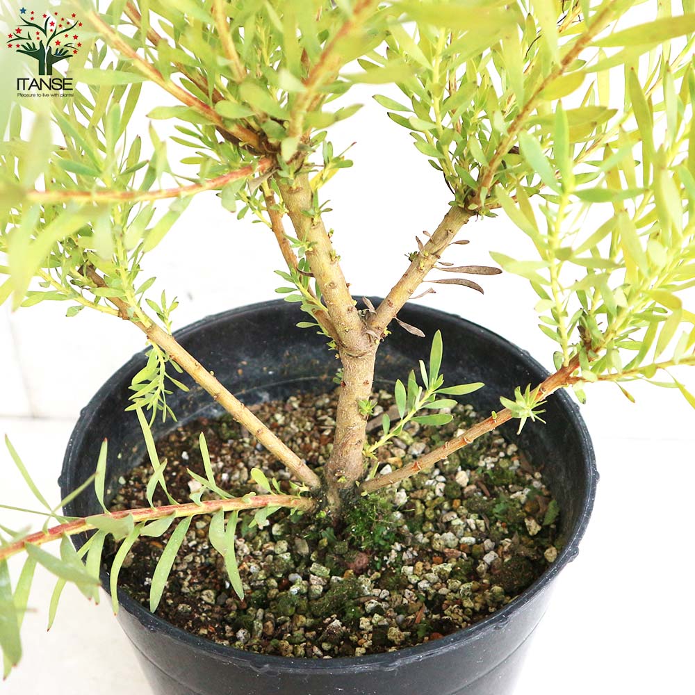 リューカデンドロン ハーレクイン【花苗 7号鉢／1個売り】｜ 【植物の