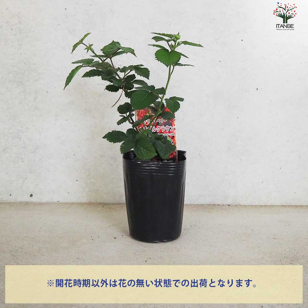 ブラックベリーの苗木 トリプルクラウン【果樹の苗 12cmポット 1年生