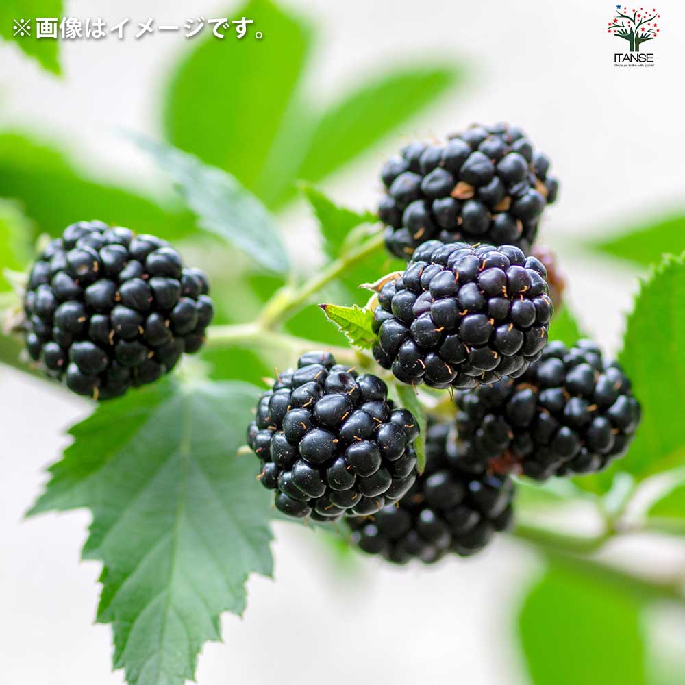 ブラックベリーの苗木 トリプルクラウン【果樹の苗 12cmポット 1年生