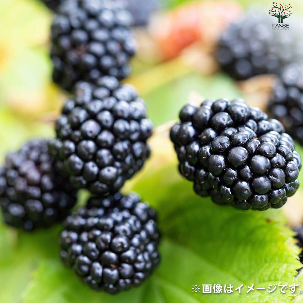 ぽんた　トリプルクラウン　生食　1.2㌔　クール便発送 ぽんた様専用 トリプルクラウン 生食 1.2㌔ クール便発送 - メルカリ
