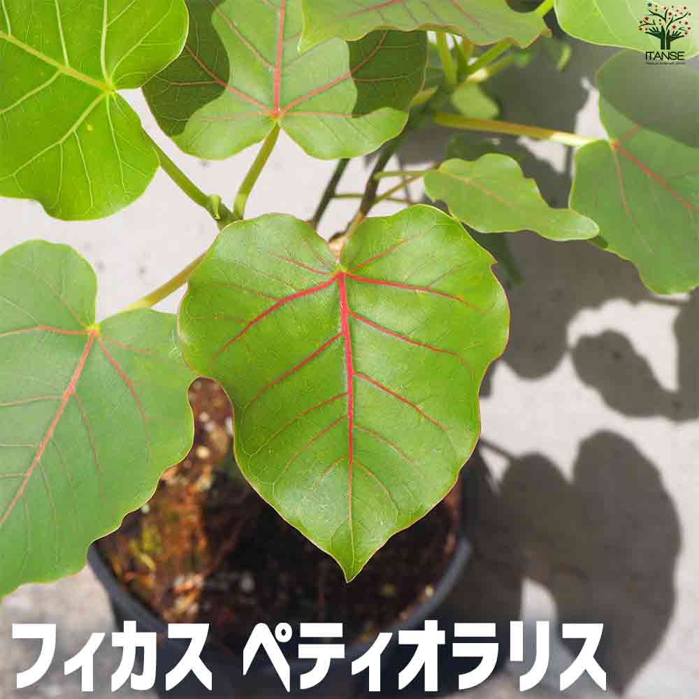 フィカス ペティオラリス