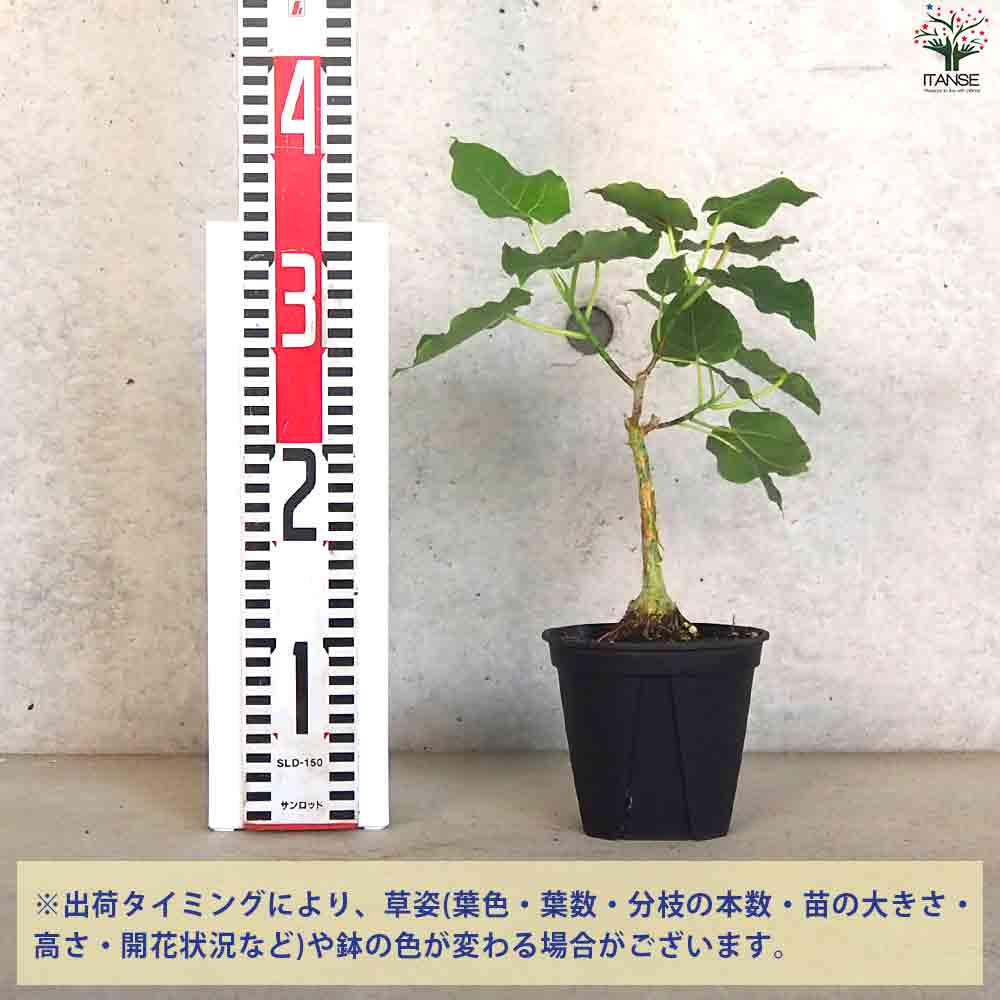 フィカス  ペティオラリス 【観葉植物 4号ポット】