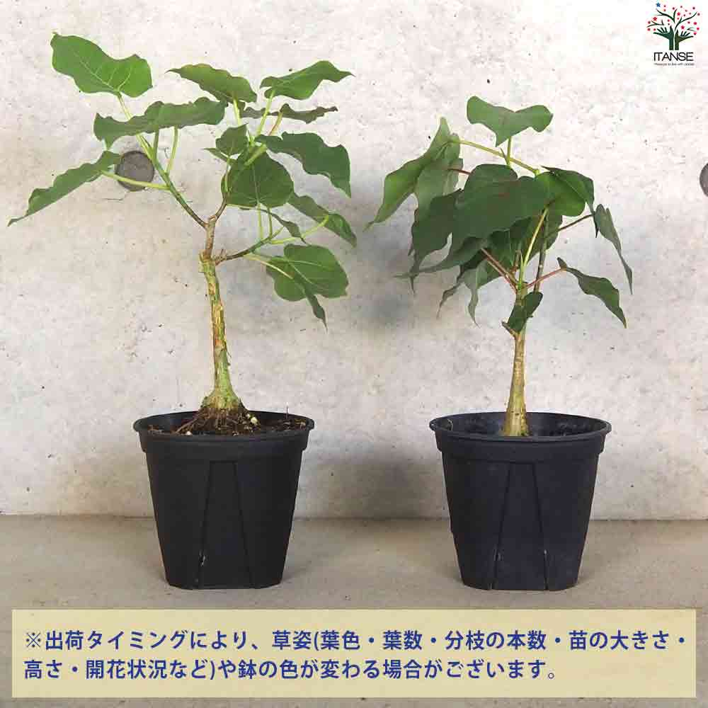 フィカス ペティオラリス 【観葉植物 4号ポット】｜ 【植物の