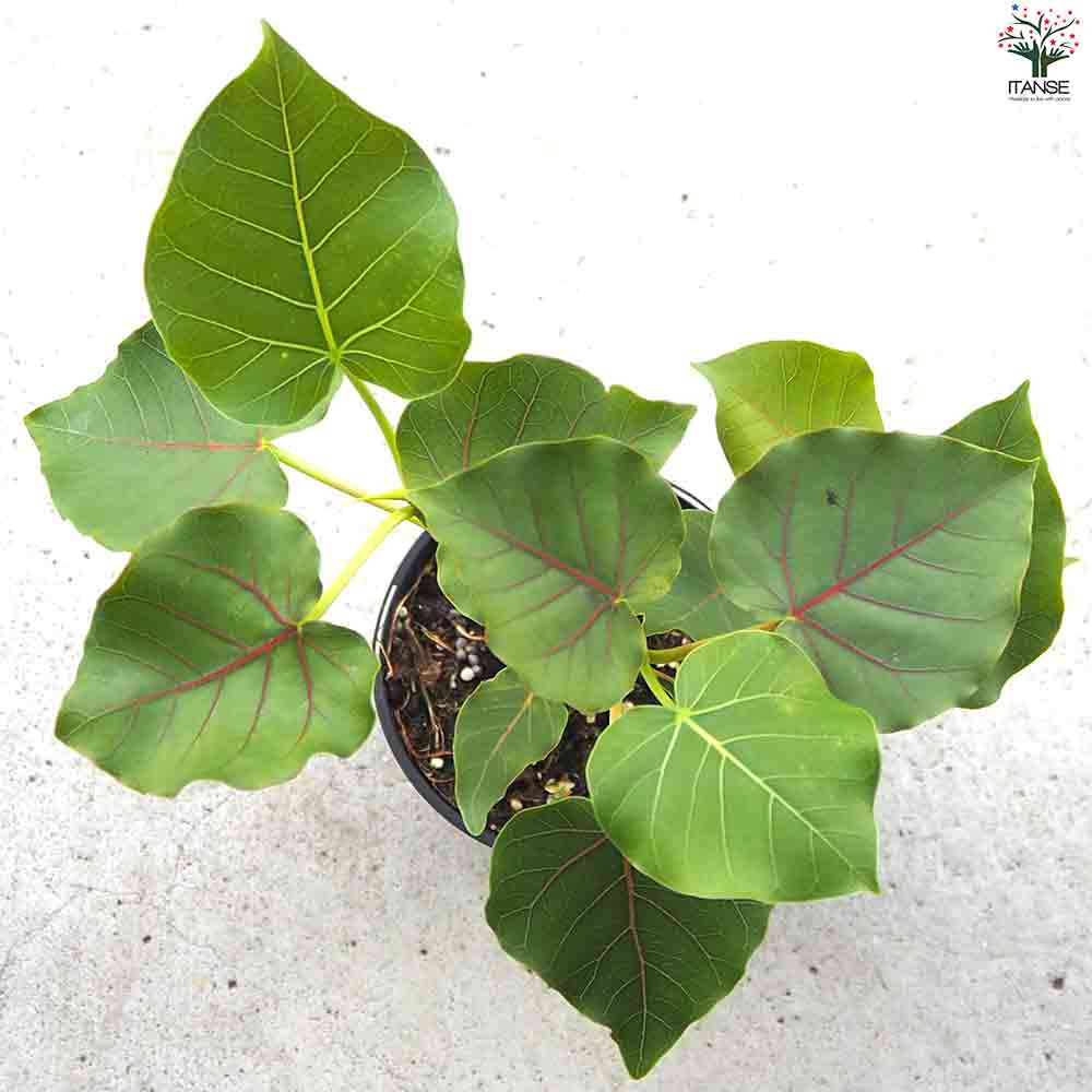 フィカス ペティオラリス 【観葉植物 4号ポット】｜ 【植物の