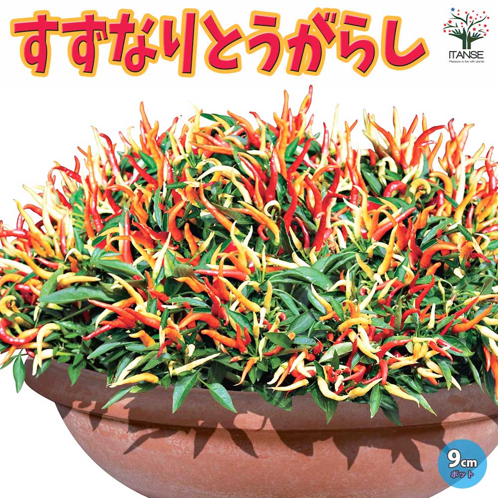 旨甘すずなりとうがらし2個～【9cmポット自根苗】