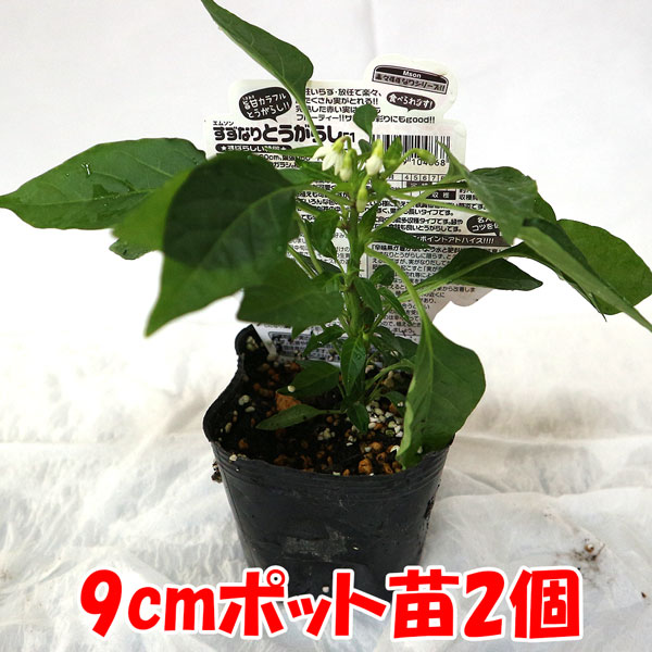 旨甘すずなりとうがらし2個～【9cmポット自根苗】