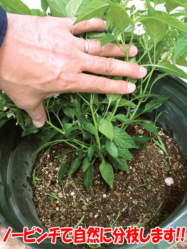 旨甘すずなりとうがらし2個～【9cmポット自根苗】