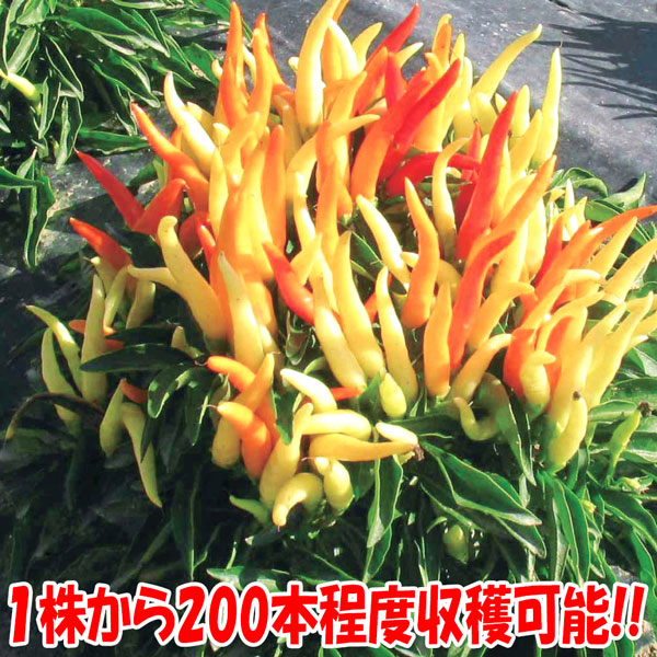 旨甘すずなりとうがらし2個～【9cmポット自根苗】