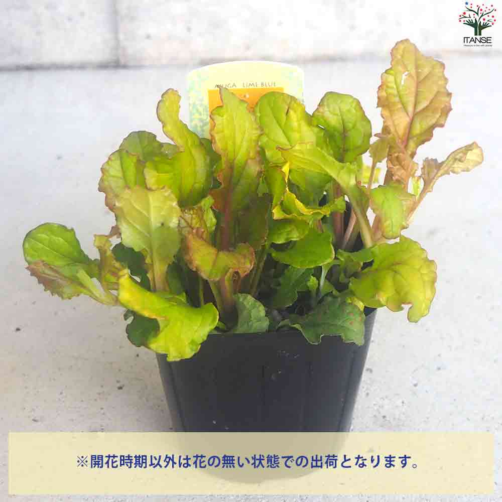 楽天市場】ITANSE アジュガバーガンディーグロー 花苗 グランド