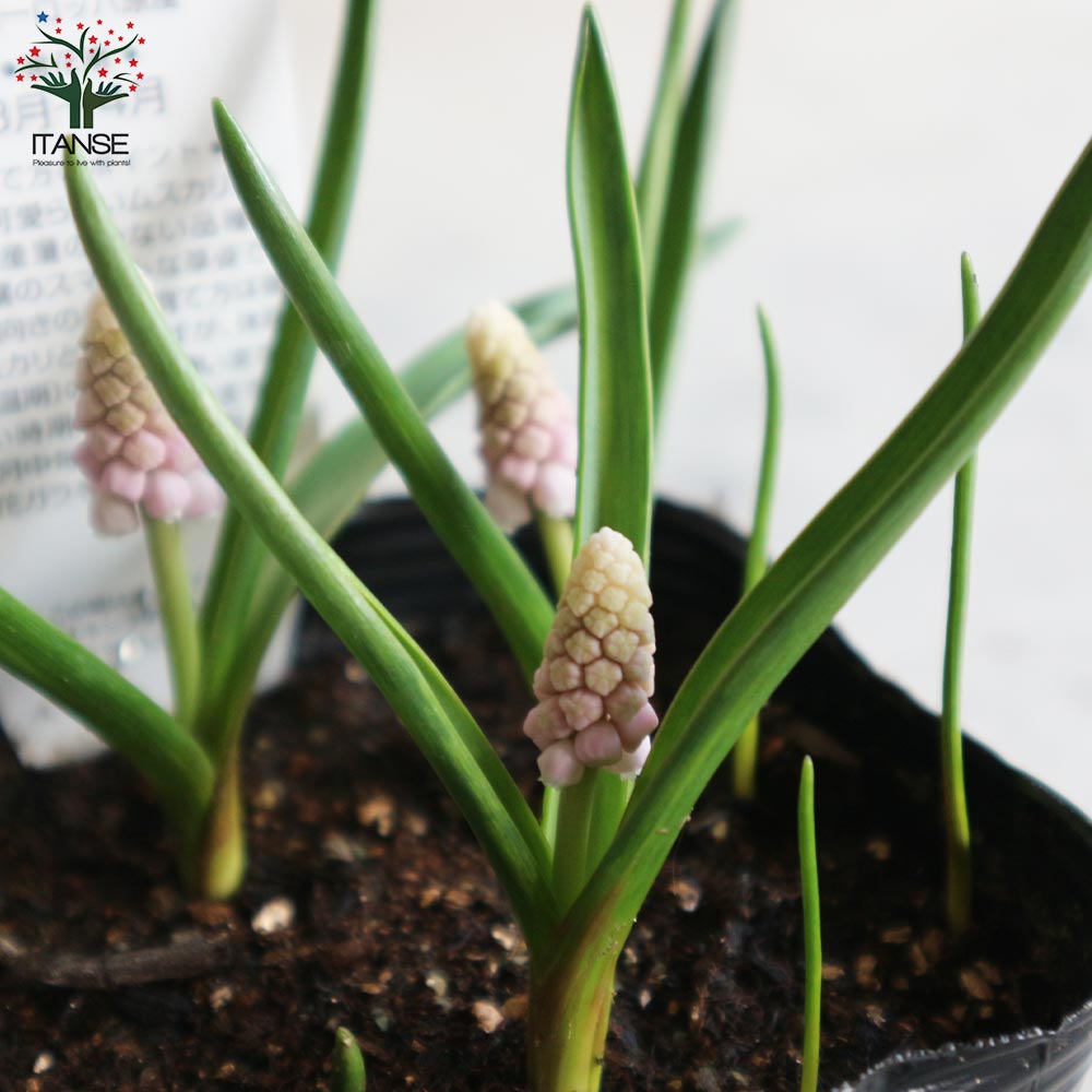 希少 球根 透明感 冷蔵 アイス ムスカリ『ピンクサンライズ』2