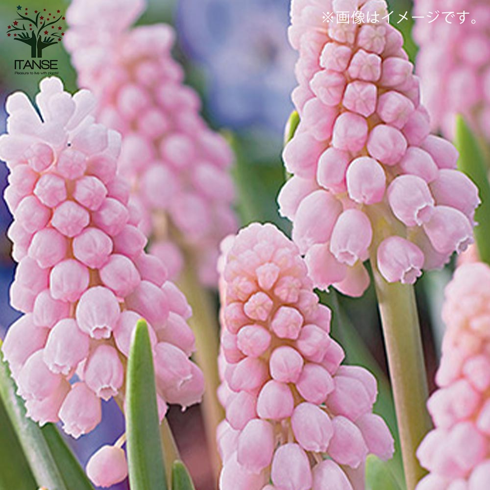ムスカリ ピンクサンライズ【花苗 3.5号】｜ 【植物のITANSE