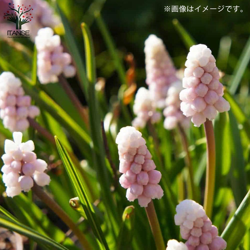 ムスカリ ピンクサンライズ【花苗 3.5号】｜ 【植物のITANSE