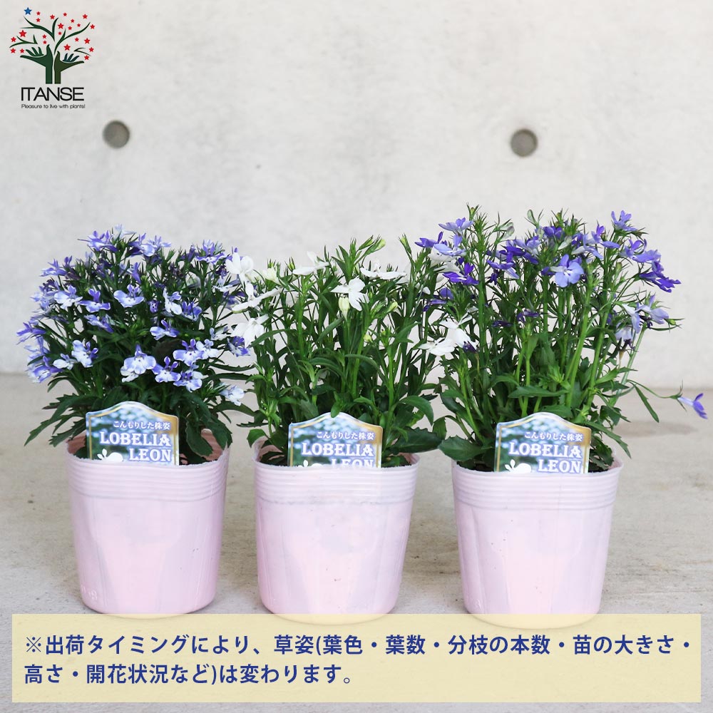 多花性ロベリア・レオン3個～【花苗3.5号ポット苗 色ミックス