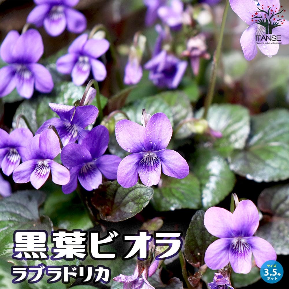 黒葉ビオラ ラブラドリカ 多年草【花苗 10.5cmポット】
