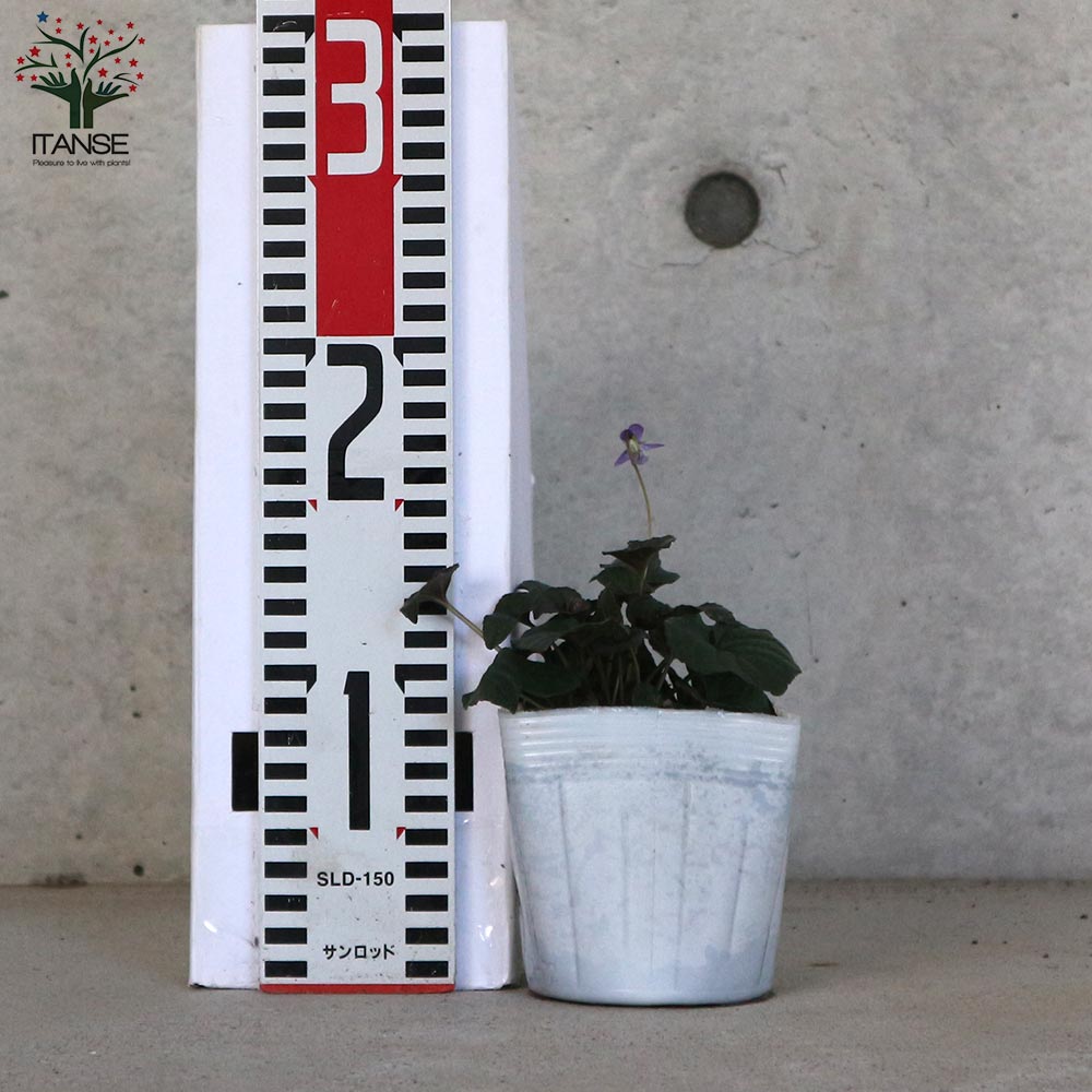 黒葉ビオラ ラブラドリカ 多年草【花苗 10.5cmポット】