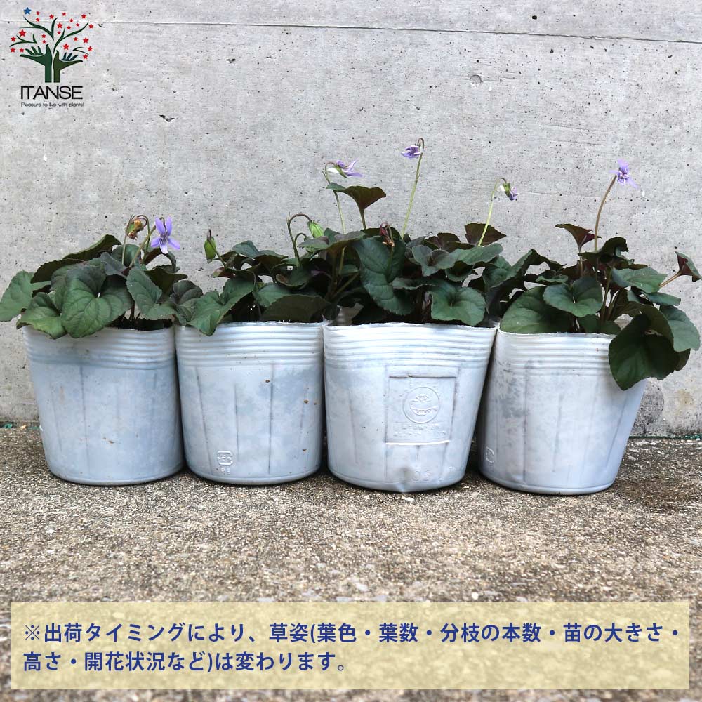黒葉ビオラ ラブラドリカ 多年草【花苗 10.5cmポット】
