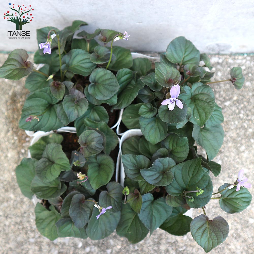 黒葉ビオラ ラブラドリカ 多年草【花苗 10.5cmポット】