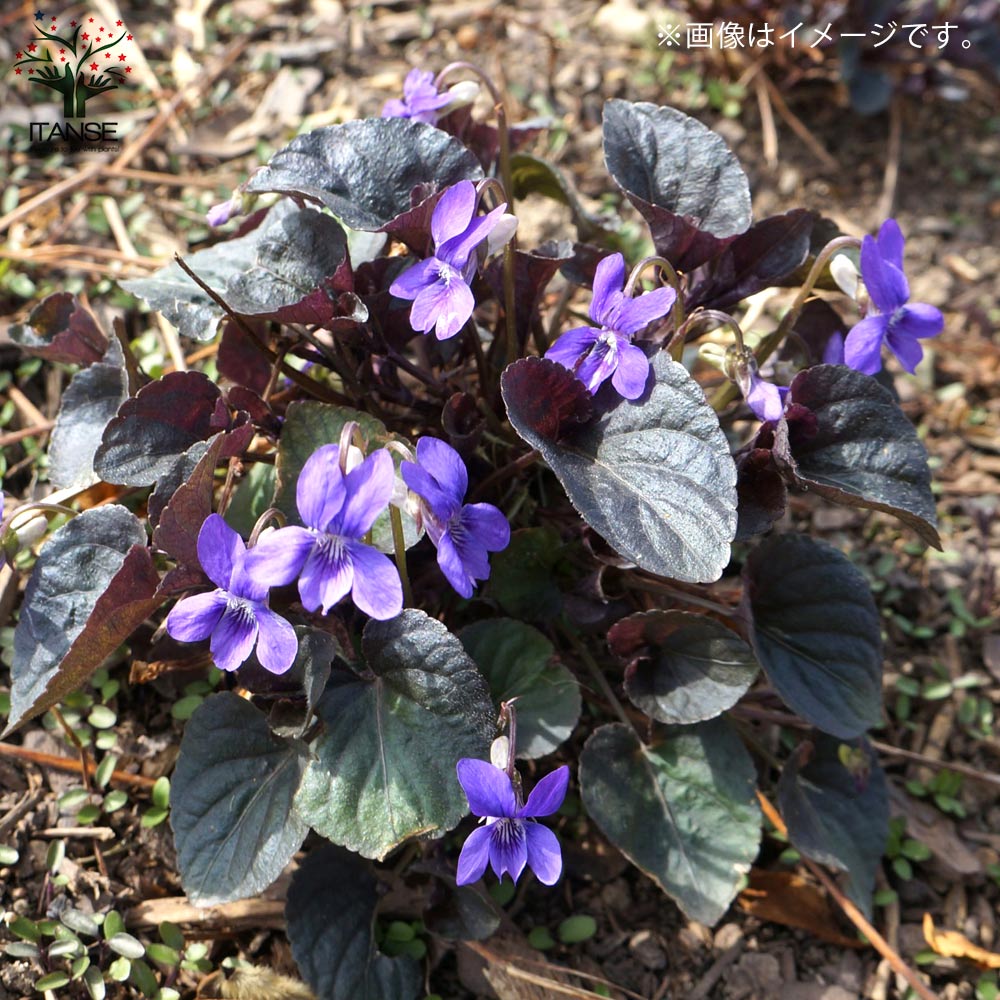 黒葉ビオラ ラブラドリカ 多年草【花苗 10.5cmポット】