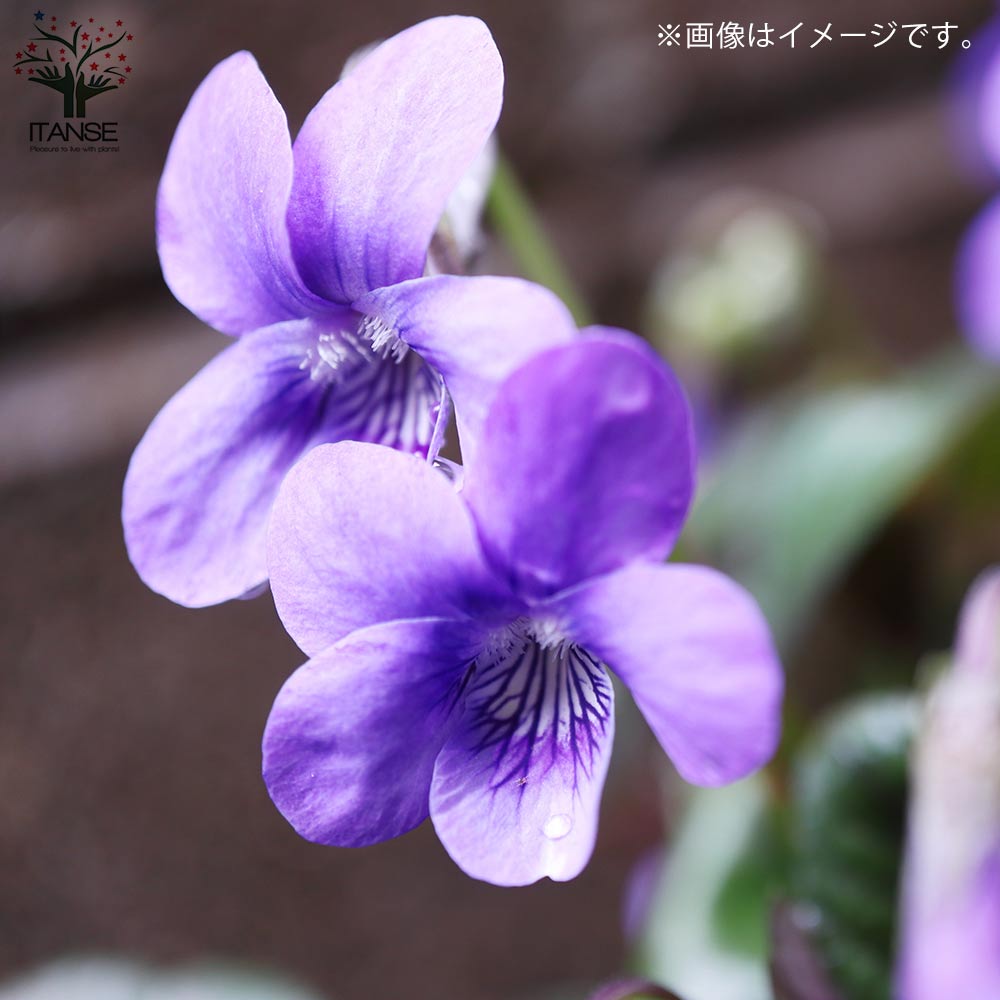 黒葉ビオラ ラブラドリカ 多年草【花苗 10.5cmポット】