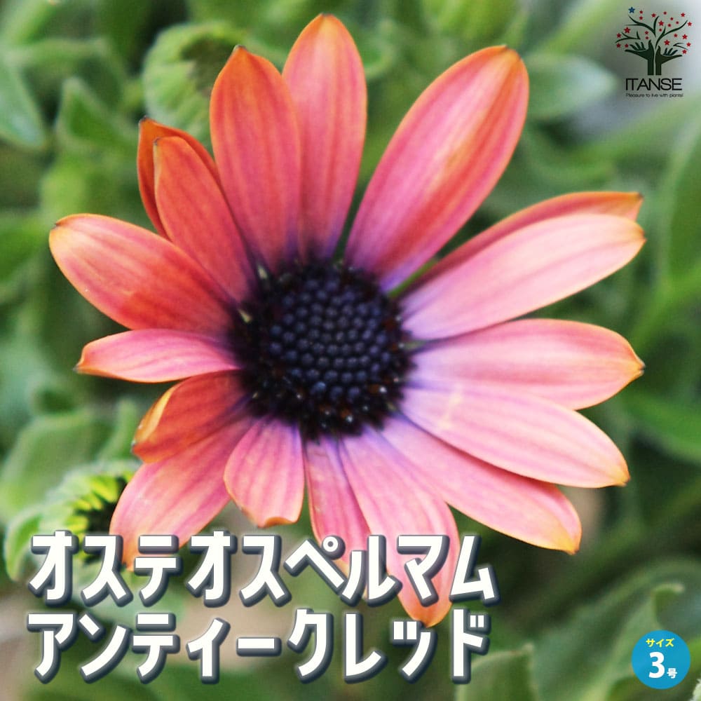 オステオスペルマム パティエ アンティークレッド【花苗 3号ロング