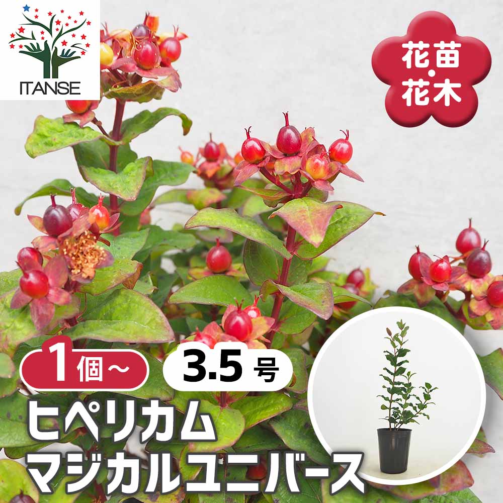 ヒペリカム マジカルユニバース【花苗 3.5号ポット】｜ 【植物の