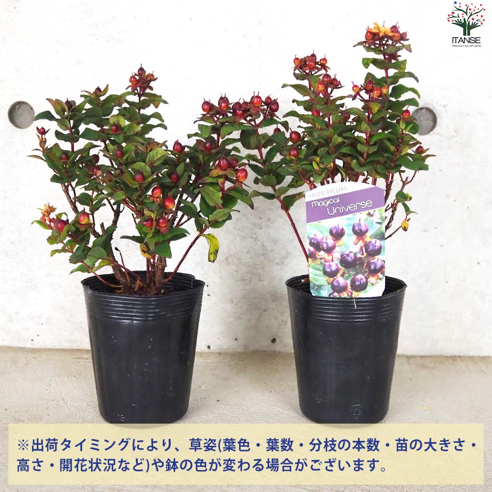 ヒペリカム マジカルユニバース【花苗 3.5号ポット】｜ 【植物の