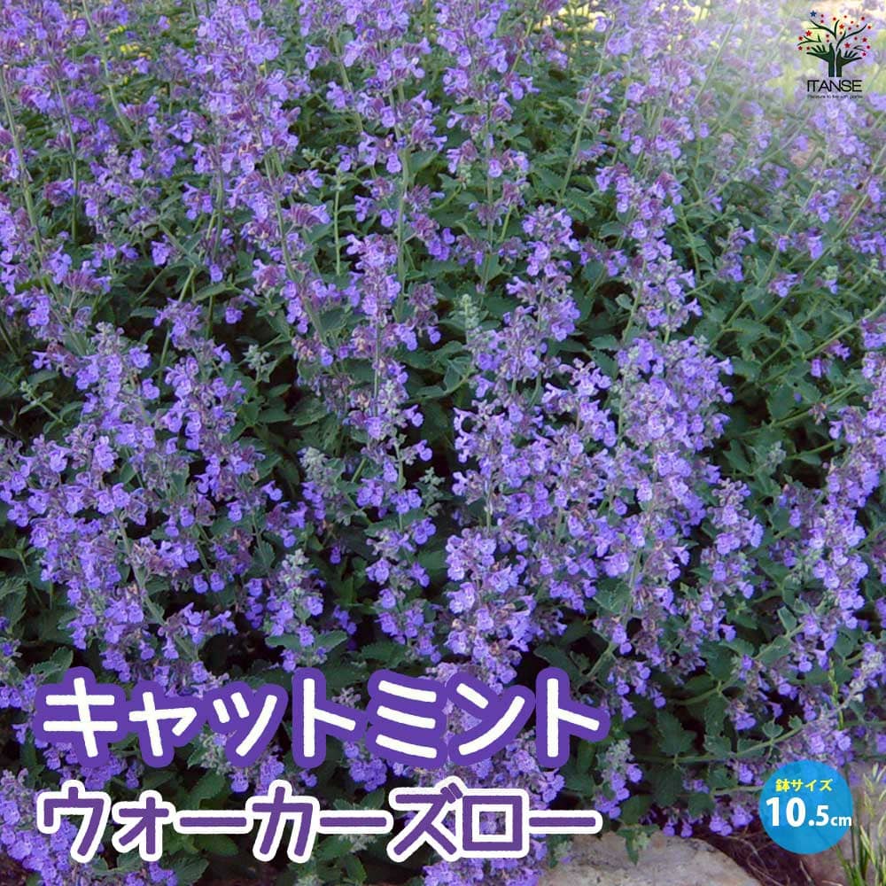 キャットミント・ウォーカーズロウ【ハーブの苗 10.5cmポット】