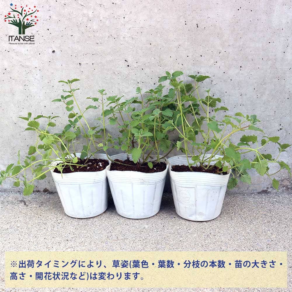 キャットミント・ウォーカーズロウ【ハーブの苗 10.5cmポット】