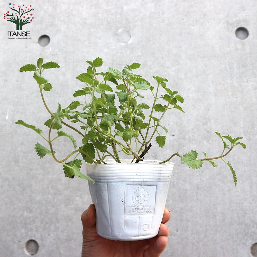 キャットミント・ウォーカーズロウ【ハーブの苗 10.5cmポット】