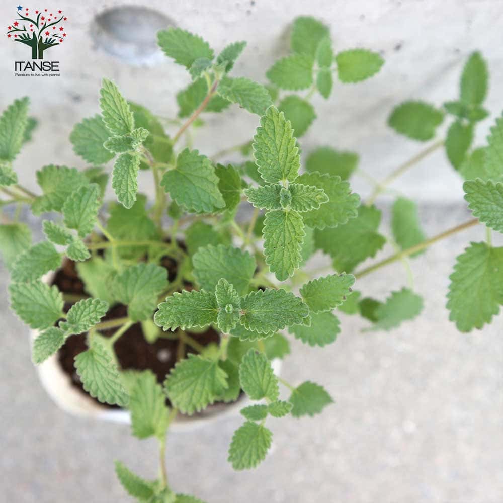 キャットミント・ウォーカーズロウ【ハーブの苗 10.5cmポット】