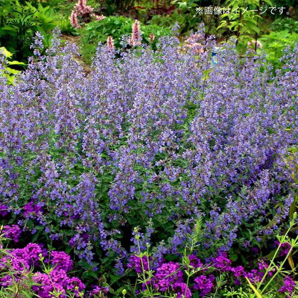 キャットミント・ウォーカーズロウ【ハーブの苗 10.5cmポット】