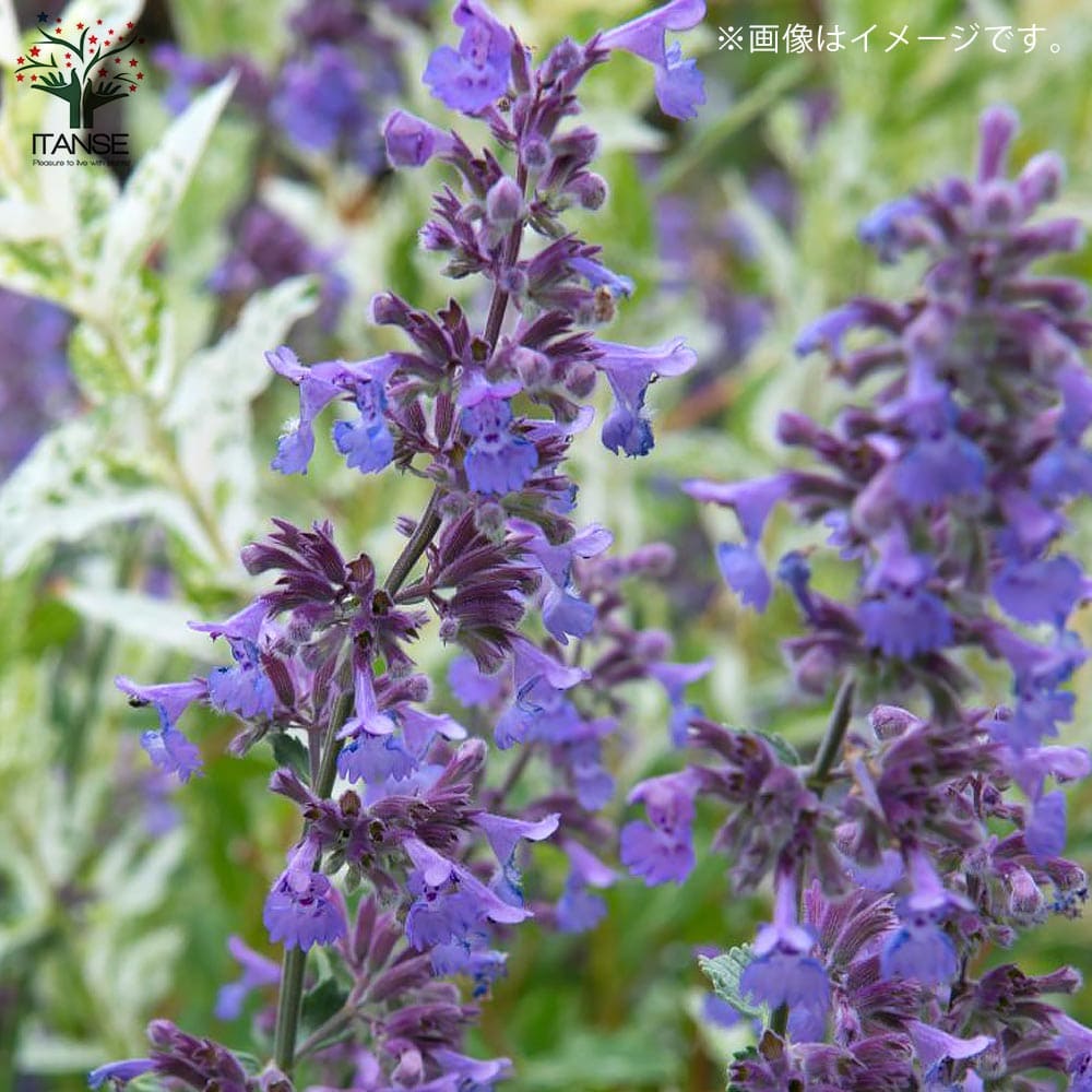 キャットミント・ウォーカーズロウ【ハーブの苗 10.5cmポット