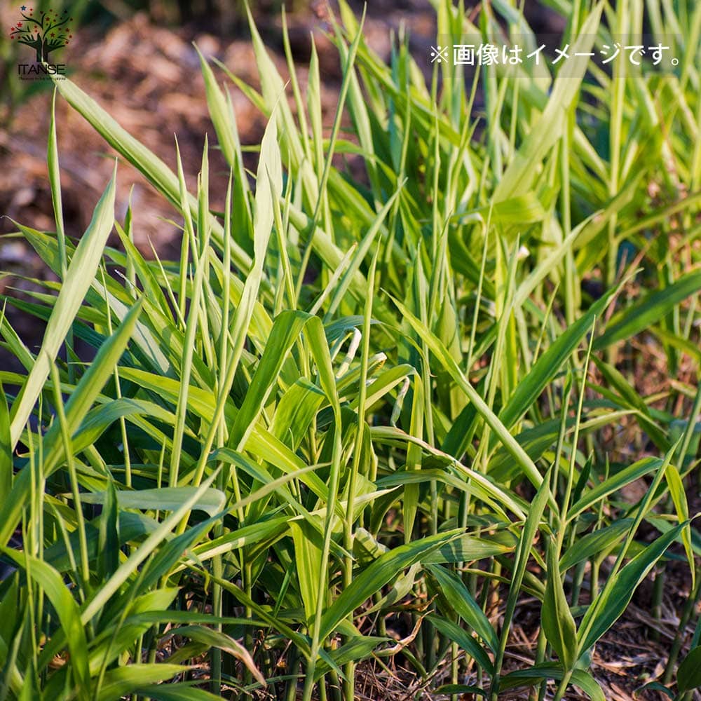 種生姜 品種：三州(さんしゅう)【野菜の苗 】｜ 【植物のITANSE