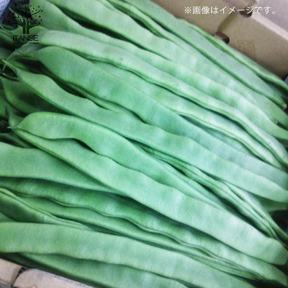ジャンボいんげん豆 2個～【野菜の苗 9cmポット苗】｜ 【植物の