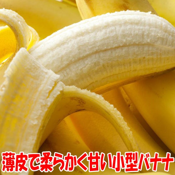 ドワーフ・モンキーバナナ【果樹苗 13.5cmポット】