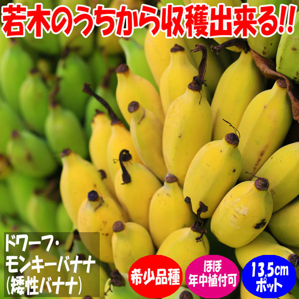ドワーフ・モンキーバナナ【果樹苗 13.5cmポット／1個