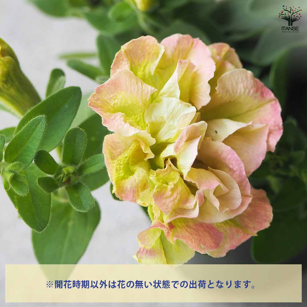 ペチュニア 珊瑚 【花苗 3.5号ポット】｜ 【植物のITANSE】全品