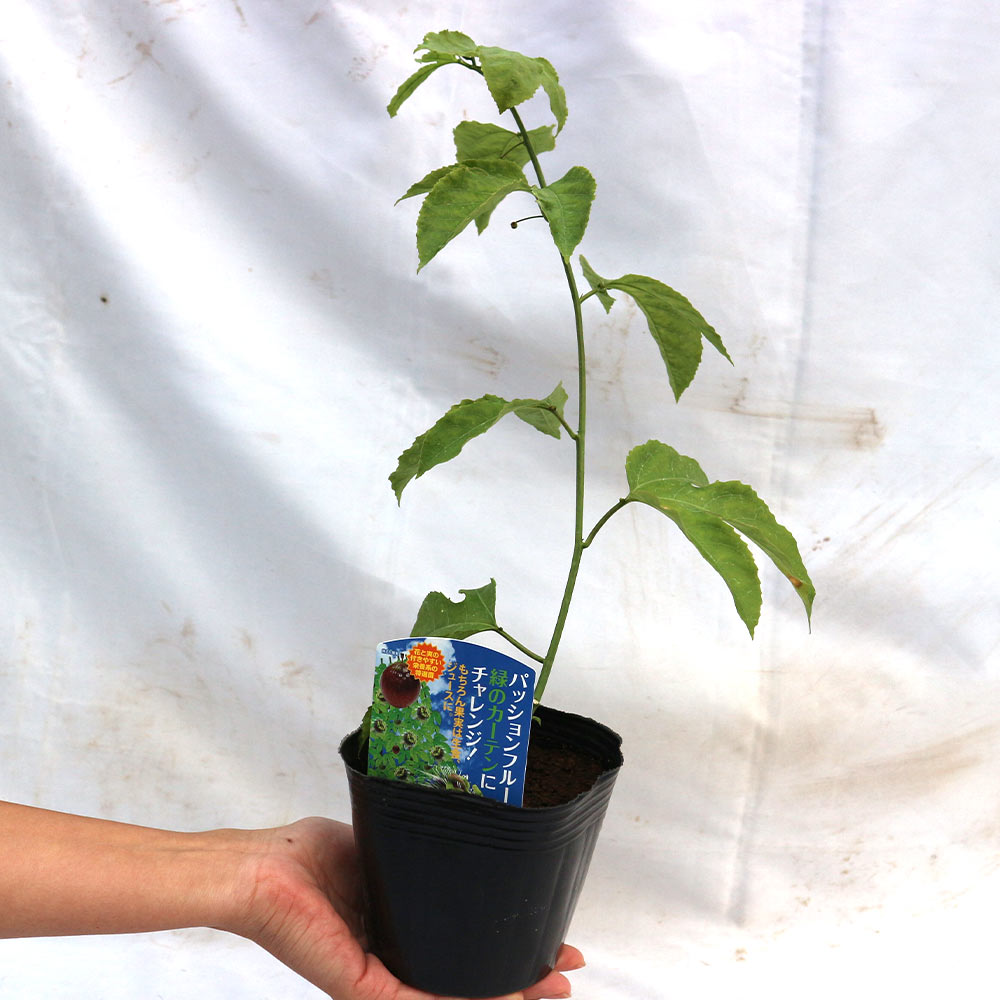 ”パッションフルーツ紫玉の苗木 12cmポット挿し木苗” 1本売り(花と実の付きやすい選抜品種:実が熟すと紫色の品種／和名:クダモノトケイソウ)(ポット苗なので年中植付け可能!)【果樹 1年生 挿し木苗】