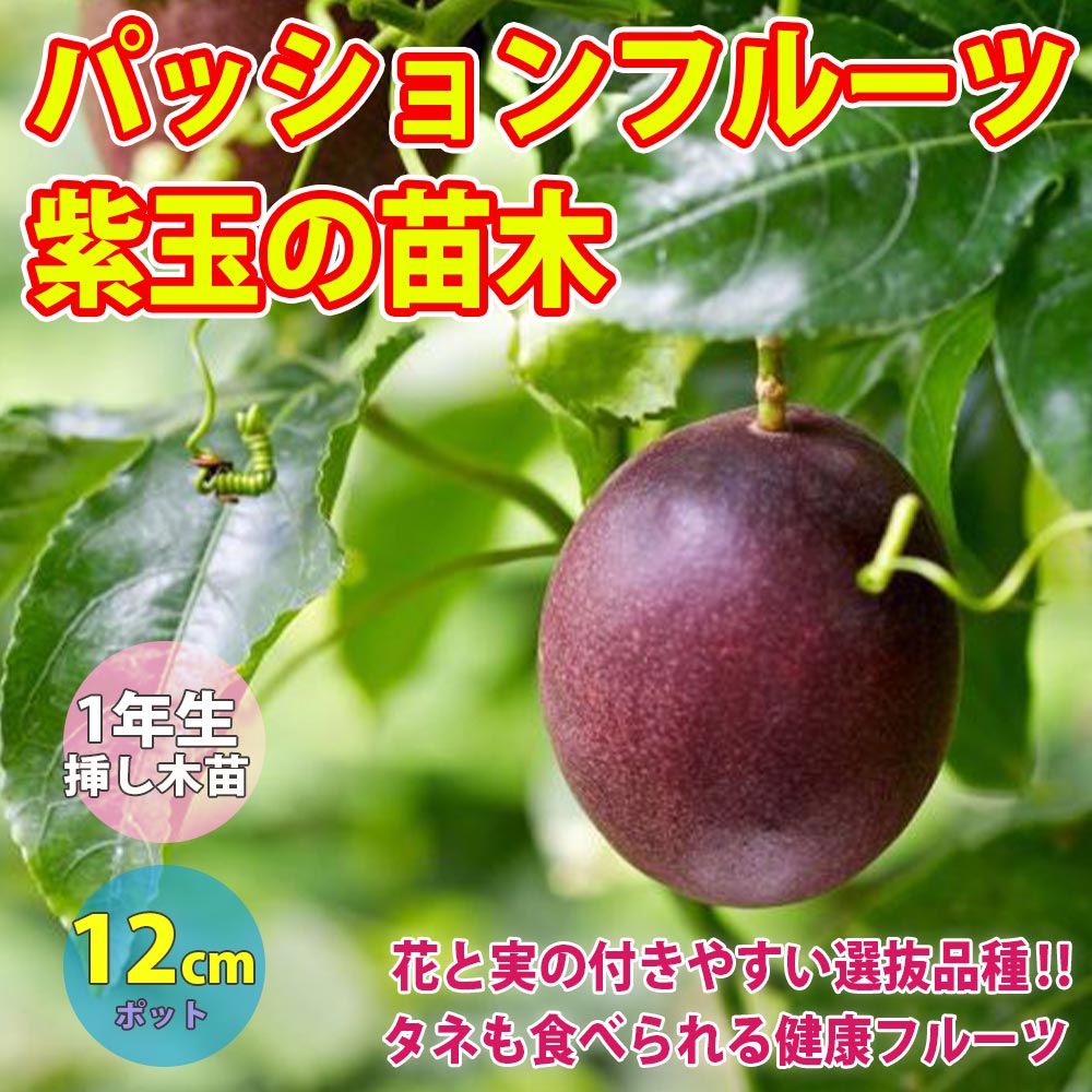”パッションフルーツ紫玉の苗木 12cmポット挿し木苗” 1本売り(花と実の付きやすい選抜品種:実が熟すと紫色の品種／和名:クダモノトケイソウ)(ポット苗なので年中植付け可能!)【果樹 1年生 挿し木苗】