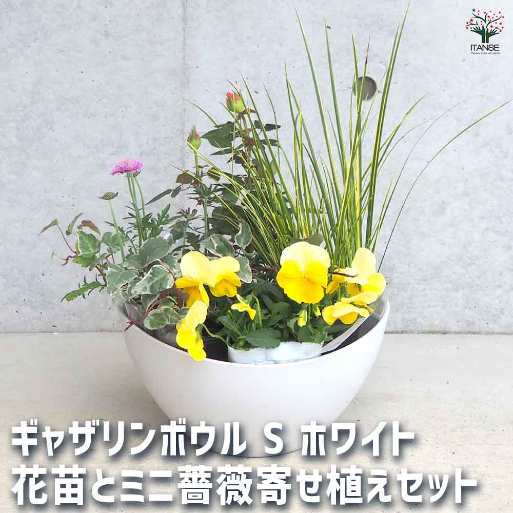 ギャザリン ボウル ホワイト 【資材 Sサイズ 季節の花苗＆カラーリーフ寄せ植え風 投げ込みAセット】