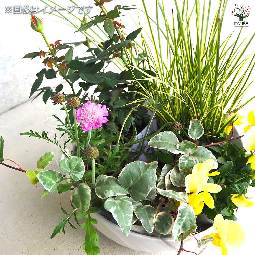 ギャザリン ボウル ホワイト 【資材 Sサイズ 季節の花苗＆カラーリーフ寄せ植え風 投げ込みAセット】