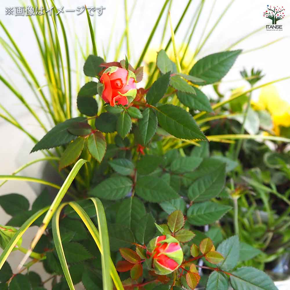 ギャザリン ボウル ホワイト 【資材 Sサイズ 季節の花苗＆カラーリーフ寄せ植え風 投げ込みAセット】