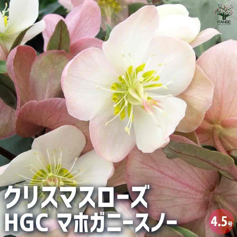 クリスマスローズ HGCマホガニースノー 【花苗 4.5号鉢／1個売り】