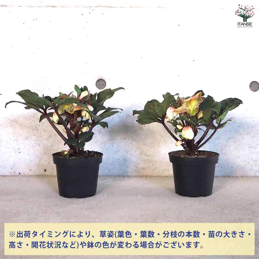 クリスマスローズ HGCマホガニースノー 【花苗 4.5号鉢／1個売り】