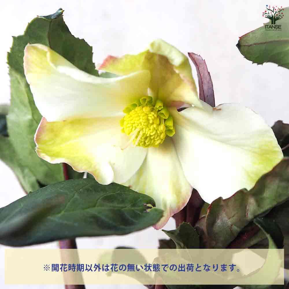 クリスマスローズ HGCマホガニースノー 【花苗 4.5号鉢／1個売り