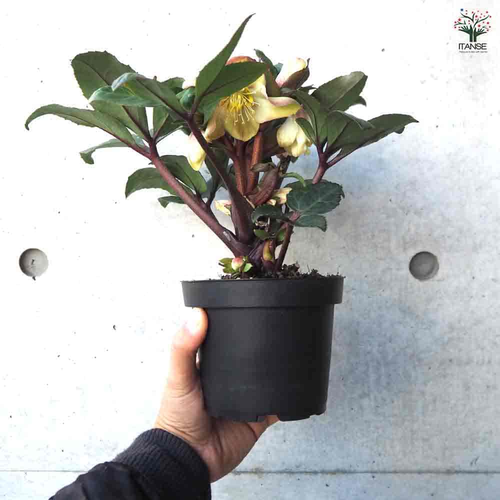 クリスマスローズ HGCマホガニースノー 【花苗 4.5号鉢／1個売り】