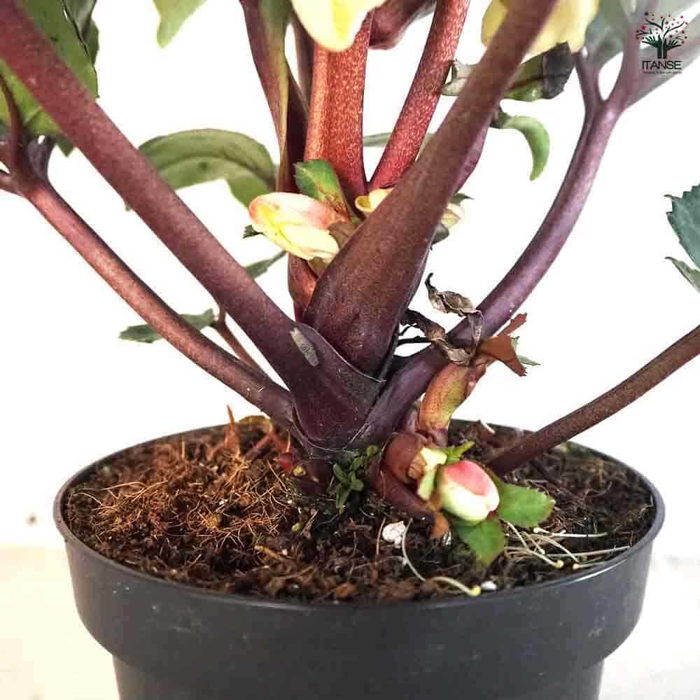 クリスマスローズ HGCマホガニースノー 【花苗 4.5号鉢／1個売り